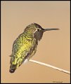 _5SB0343 annas hummingbird